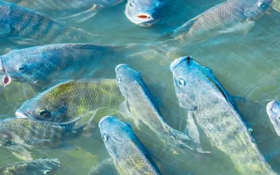 foto-tilapia